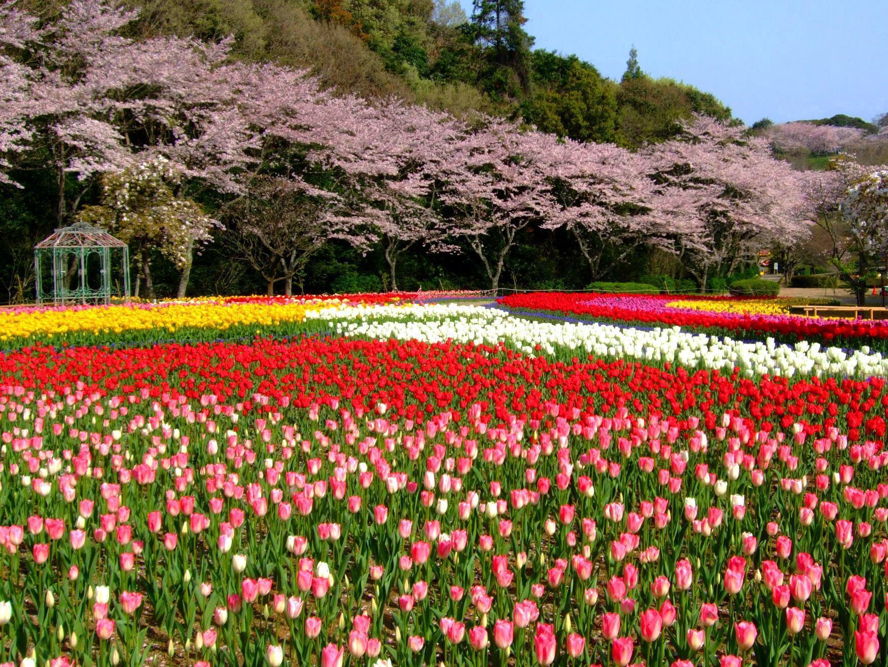 האמאמאטסו Izumigo Lake Hamana Dog Paradise Hotel מראה חיצוני תמונה
